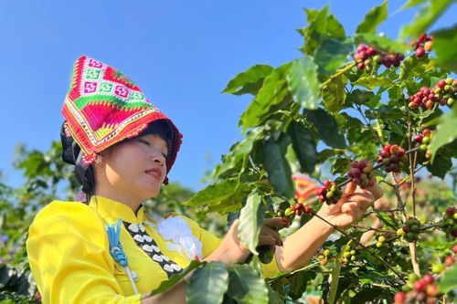 Nữ trưởng bản và câu chuyện về những 'hạt vàng' Arabica vùng cao Tây Bắc