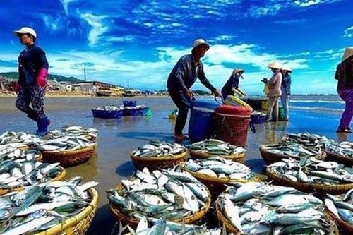 Cuộc đua ngôi vương ngành thủy sản: Navico lật đổ lợi nhuận quý của Vĩnh Hoàn, Sao Ta thu hẹp khoảng cách với Minh Phú