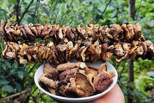 Nấm hương – món ăn đậm hương vị núi rừng