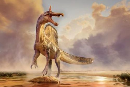 Phát hiện hóa thạch của một loài khủng long khổng lồ ở Niger