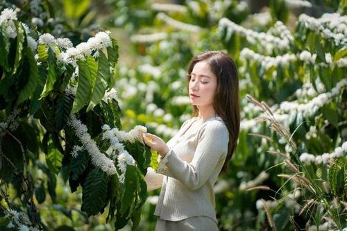 Mê mẩn mùa hoa cà phê ở Tây Nguyên