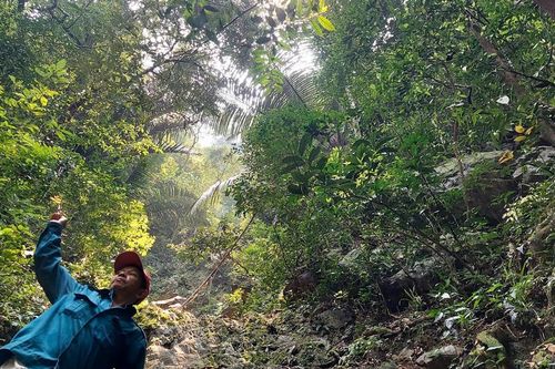 Quần thể mai vàng cổ thụ giữa rừng già