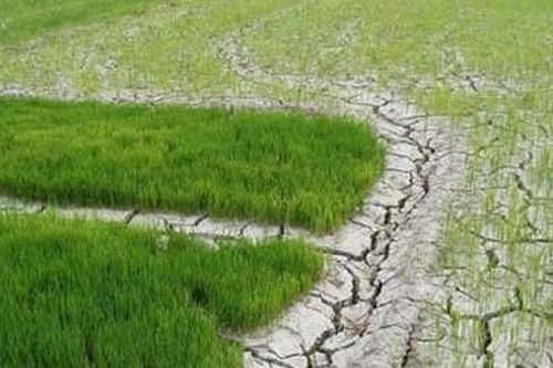 Chủ động ứng phó xâm nhập mặn ở ĐBSCL và hạn hán, cháy rừng ở khu vực Nam Trung Bộ và Đông Nam Bộ