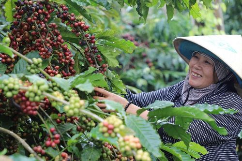 Làng 'tỷ phú' giữa lòng cao nguyên