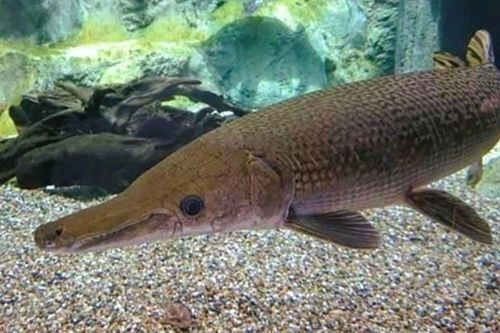 Ăn trứng cá Phúc Lộc Thọ, 11 người ở Thanh Hóa nhập viện