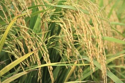 Việt Nam đang dẫn dắt khu vực về lúa chất lượng cao, phát thải thấp