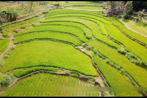 Thái Lan khởi động dự án 1 triệu tấn gạo cao cấp