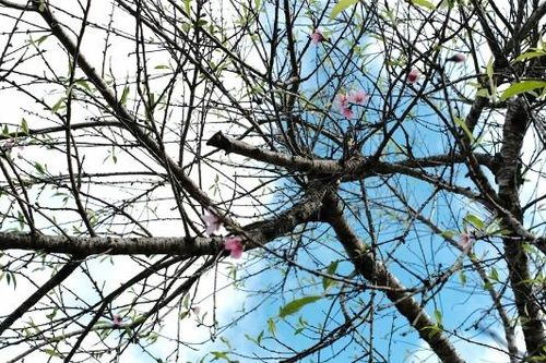 Sắc hoa rừng ngày ấy