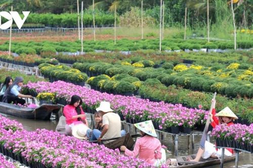 Sa Đéc: Khám phá vương quốc hoa trăm tuổi rực rỡ nhất miền Tây
