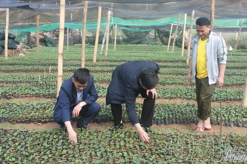 Mường Luân kỳ vọng đưa cà phê trở thành cây trồng chủ lực