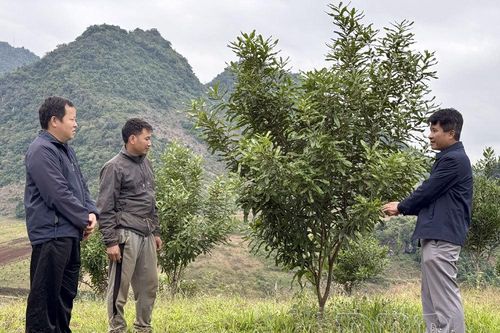 Xuân trên vùng quê cách mạng