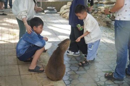 Capybara thu hút du khách tại Trại rắn Đồng Tâm