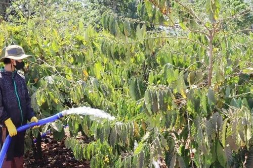 Nông dân Gia Lai phấn khởi ra đồng, xuất bán chuyến hàng đầu năm