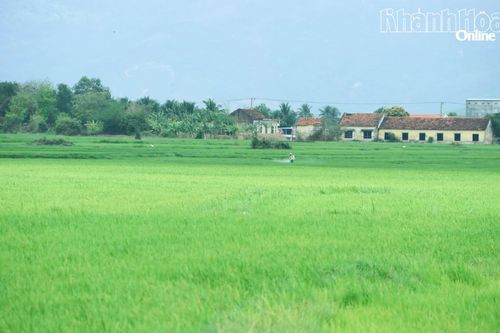 Xuân dịu dàng trên cánh đồng quê