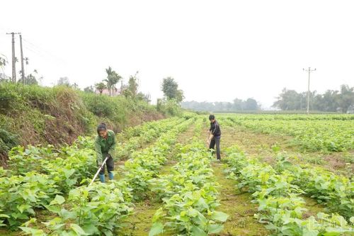 Nông dân Trấn Yên tập trung sản xuất nông nghiệp ngay sau Tết
