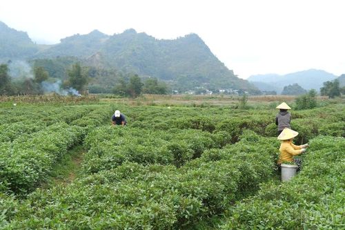 Sôi động khí thế lao động ngay từ những ngày đầu xuân