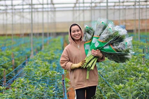 Nhà vườn Đà Lạt - Lâm Đồng bắt tay ngay vào vụ rau, hoa sau Tết