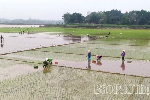 Xuống đồng đầu năm