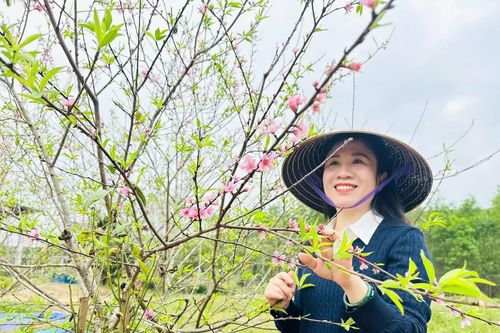 Đào phai khoe sắc ngày xuân