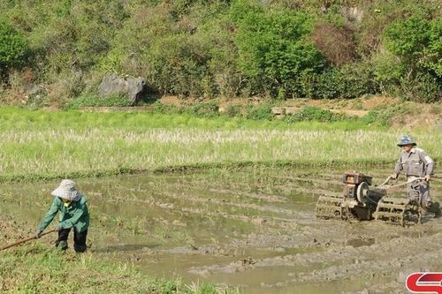 Nông dân hối hả xuống đồng ngày xuân