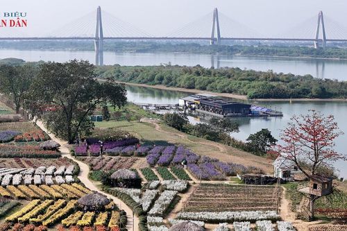 Hà Nội: Người dân nô nức du xuân mới tại 'thủ phủ' các loài hoa