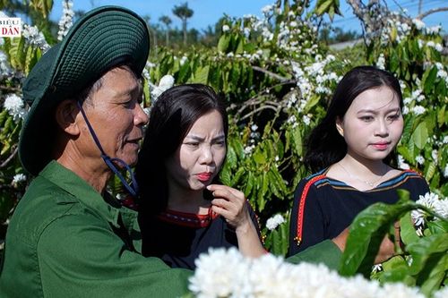 Du khách thích thú ngắm hoa cà phê nhuộm trắng buôn làng