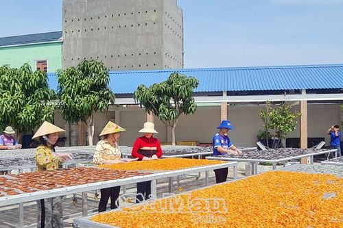 Phụ nữ Cà Mau 'săn' OCOP