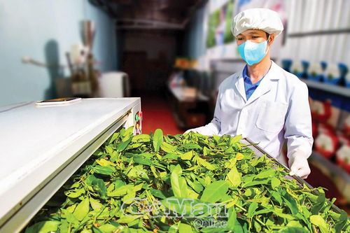 Khởi nghiệp xanh