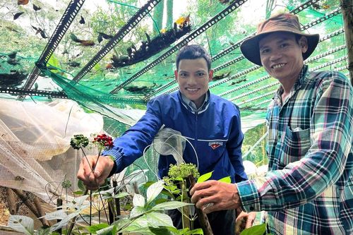 Người Xơ Đăng tặng nhau loài biệt dược 'quý hơn vàng'