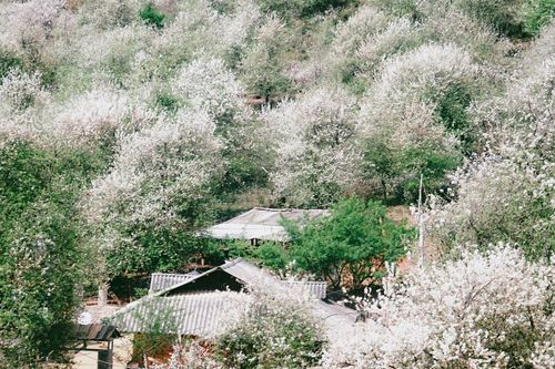 Thiên đường hoa sơn tra giữa đại ngàn Tây Bắc vào mùa đẹp nhất năm