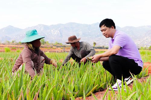 Hành trình ra thế giới của lá nha đam