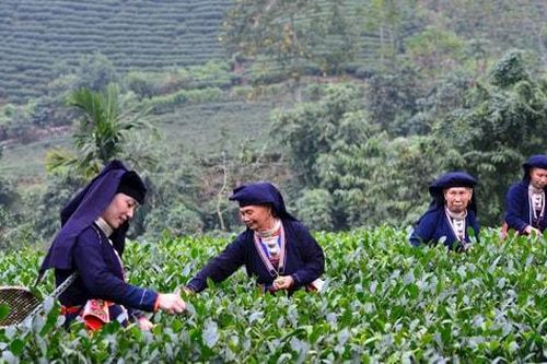 Thái Nguyên làm mới sản phẩm du lịch từ cây chè