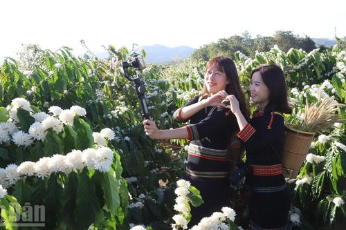 Đi giữa mùa hoa cà-phê ở đại ngàn Tây Nguyên