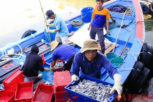 Ngư dân Quảng Ngãi bội thu cá cơm đầu năm