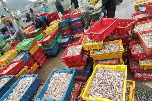 Đầu xuân, ngư dân trúng hơn 9 tấn cá cơm