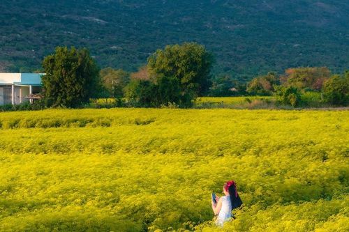 Cánh đồng hoa lạ ở Khánh Hòa khiến dân mê du lịch đứng ngồi không yên