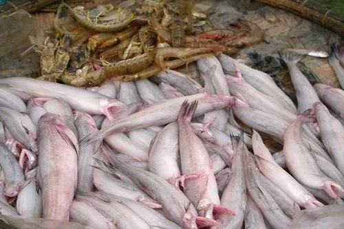 Loài cá 'mềm như cháo' 1 triệu đồng/kg 'cháy hàng' ngày đầu năm