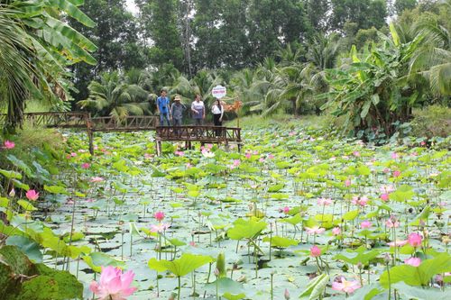 Giữ vững 'lá phổi xanh' U Minh Hạ – tạo đà phát triển bền vững