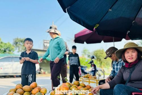 Cả xã nhộn nhịp thu hoạch cam bù ngày Tết