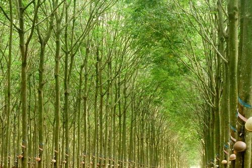 Tập đoàn công nghiệp cao su Việt Nam đẩy mạnh đầu tư VÀO 'KHU CÔNG NGHIỆP XANH - ĐIỆN SẠCH'