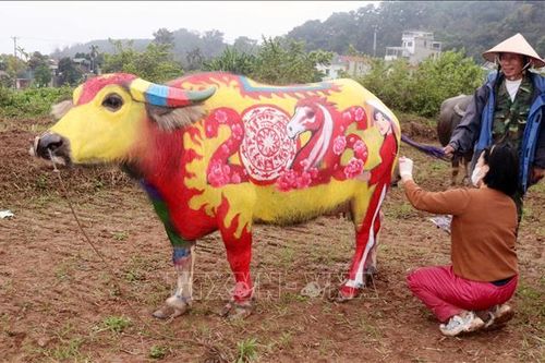 Ngắm những 'ông trâu' Đọi Sơn phiên bản xuân Bính Ngọ