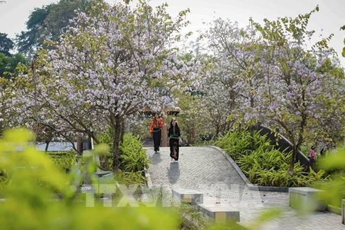 Hoa ban bung nở trên phố núi Điện Biên