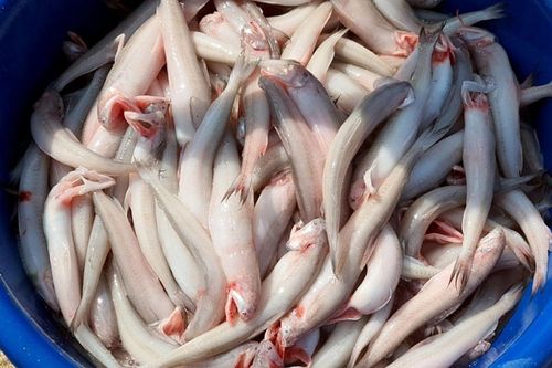 Loại cá 'mềm như cháo', trước làm thức ăn cho lợn, nay lại nổi tiếng với món nấu chua