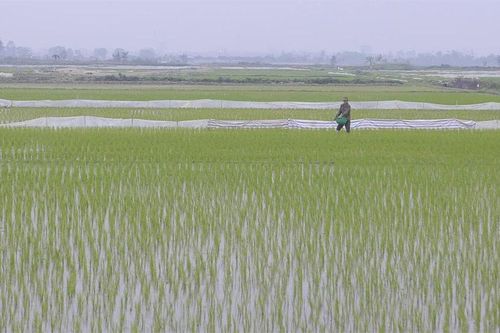 Nông dân tích cực xuống đồng đầu xuân