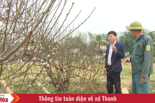 Làm giàu từ cây đào