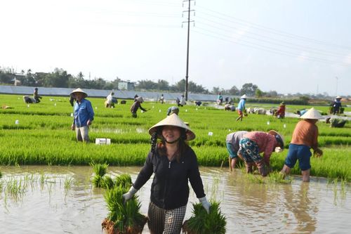 Nông dân Đại Lộc xuống đồng cấy mạ bố đầu xuân Bính Ngọ