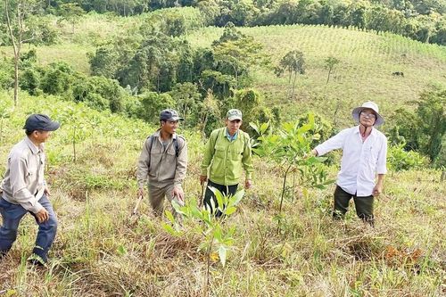 Gia Lai đánh thức tiềm năng phát triển rừng gỗ lớn