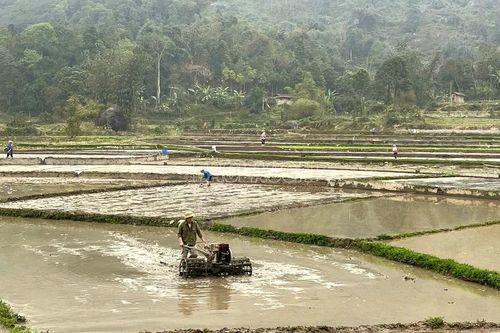 Cốc San phấn đấu gieo cấy 101 ha lúa vụ xuân