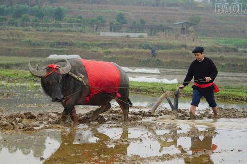 Đặc sắc Lễ hội 'Lồng Tồng' ở Yên Thành