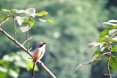 Phát hiện nhiều loài chim quý hiếm ở rừng đặc dụng Nam Quảng Trị